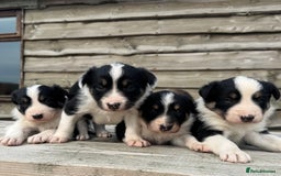 Border Collie dogs for sale: Border Collie Puppies for sale - Image 4