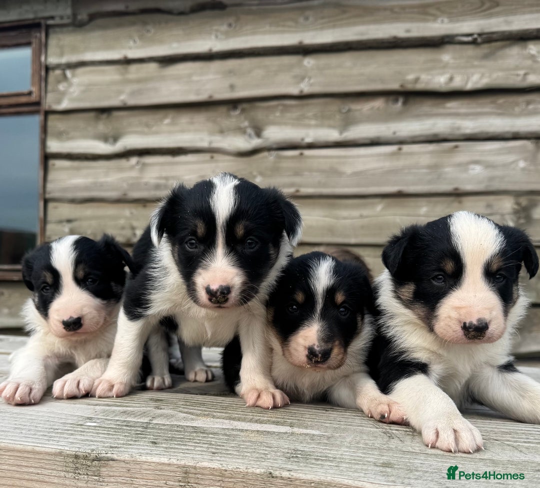 Border Collie dogs for sale: Border Collie Puppies for sale - Image 4