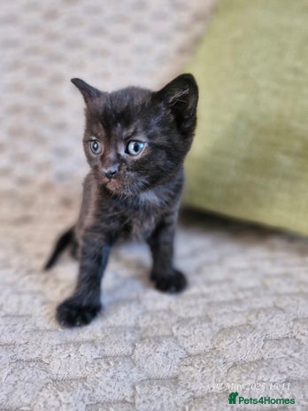 British Shorthair cats in Pontefract - Advert 9