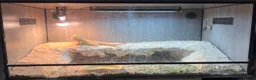 Bearded Dragon reptiles for sale: Female bearded dragon for sale  in Liverpool - Advert 1
