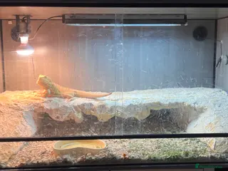 Bearded Dragon reptiles Female bearded dragon for sale - Advert 1