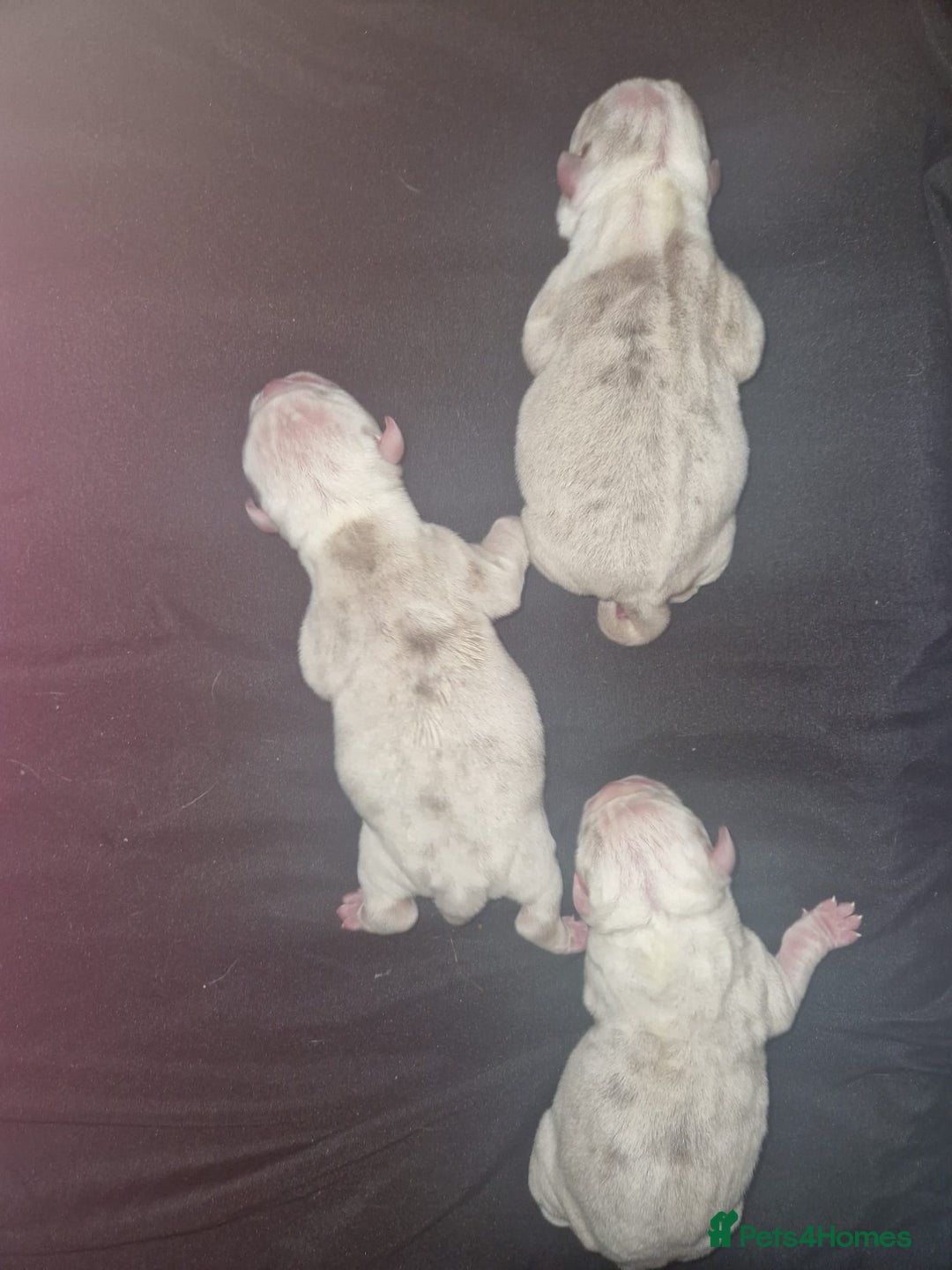 English Bulldog dogs for stud: Prince of all Storms  in Birmingham - Advert 13