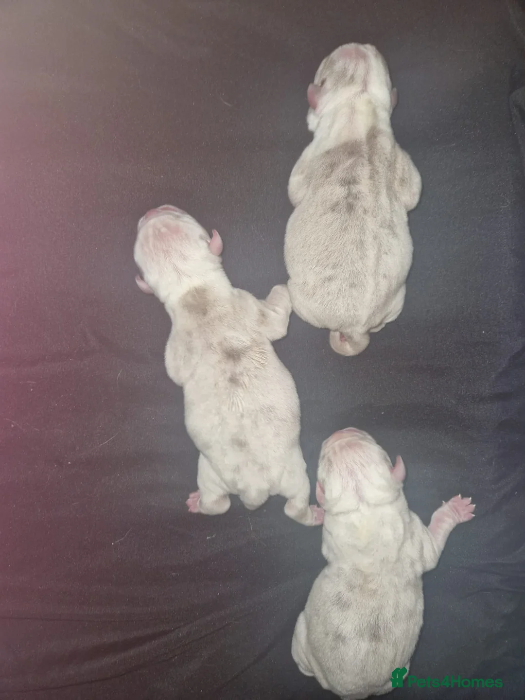 English Bulldog dogs for stud: Prince of all Storms  in Birmingham - Advert 13