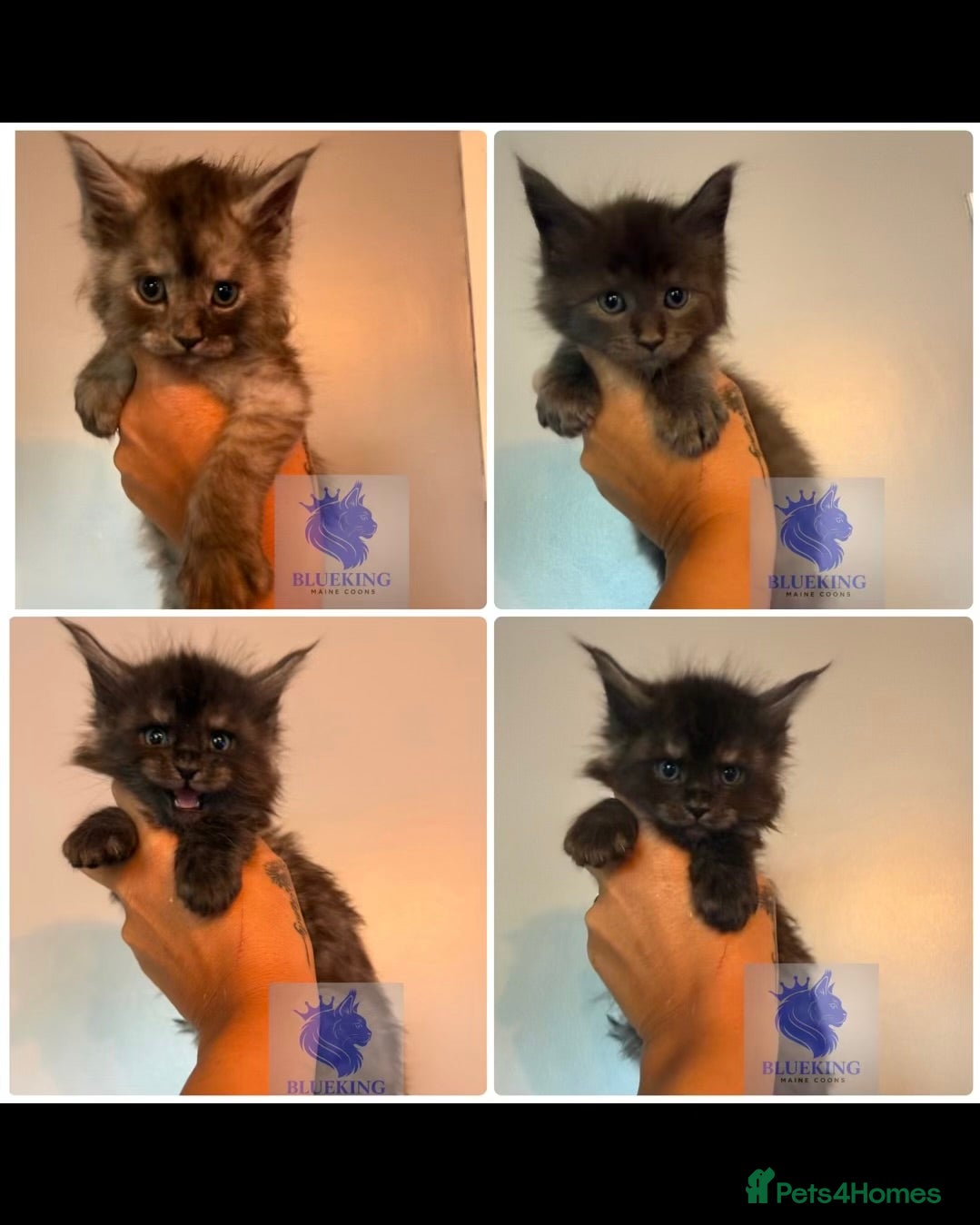 Maine Coon cats for sale: 👑TICA reg, Chunky Smoke Maine coon babies  - Advert 2