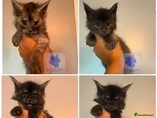Maine Coon cats for sale: 👑TICA reg, Chunky Smoke Maine coon babies - Advert 2
