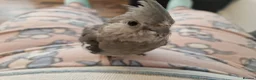 Cockatiels birds for sale: Male cockatiel  - Advert 4