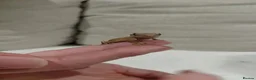 Gecko reptiles for sale: Crested gecko with full bio set up - Advert 3