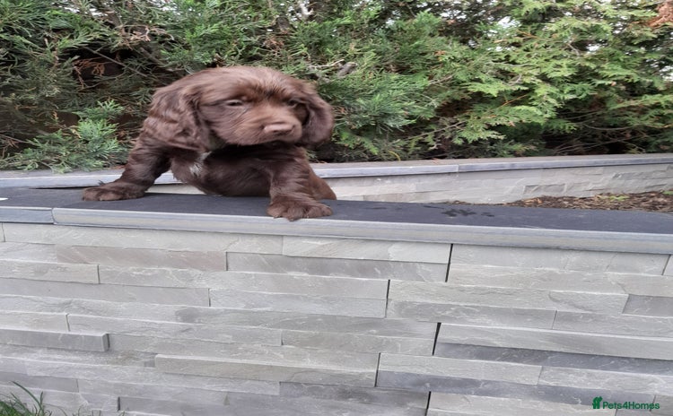 Cocker Spaniel dogs - Advert 1