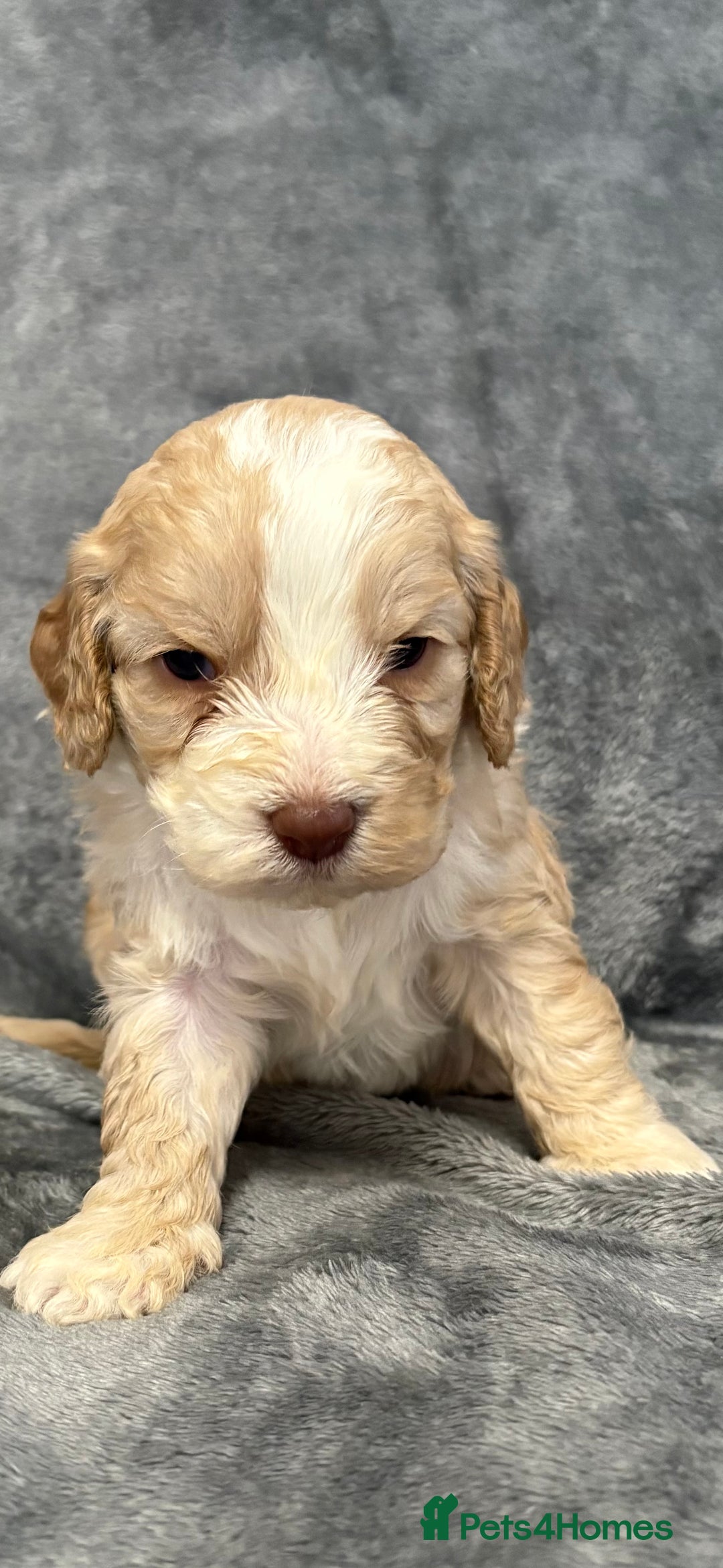 Cockapoo dogs for sale: Cockerpoo puppies from health tested parents.  - Advert 7
