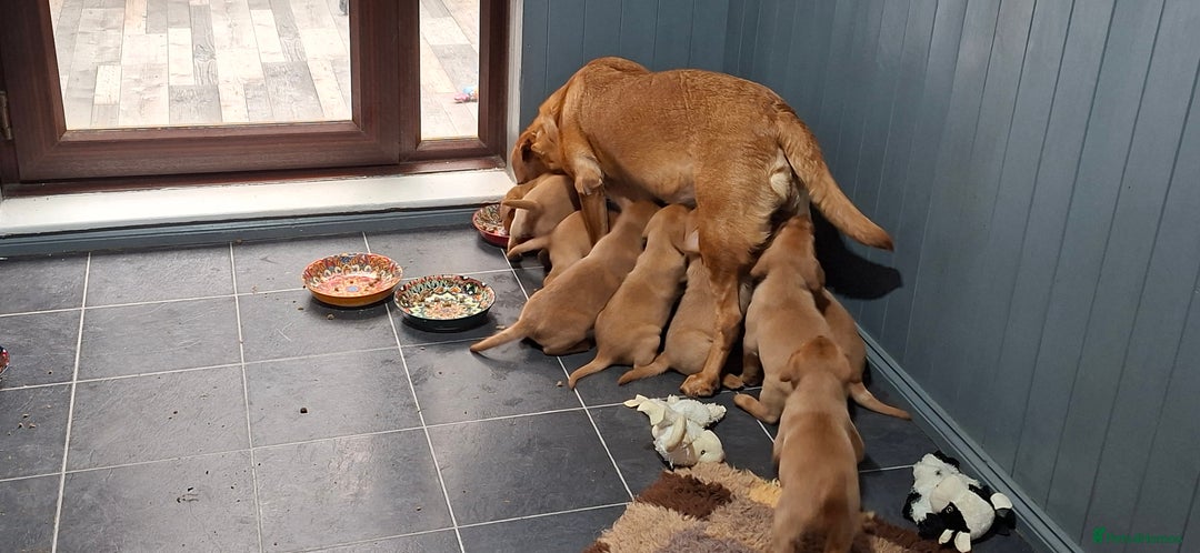 Labrador Retriever dogs for sale: KC registered Fox Red labrador puppies for sale - Image 11