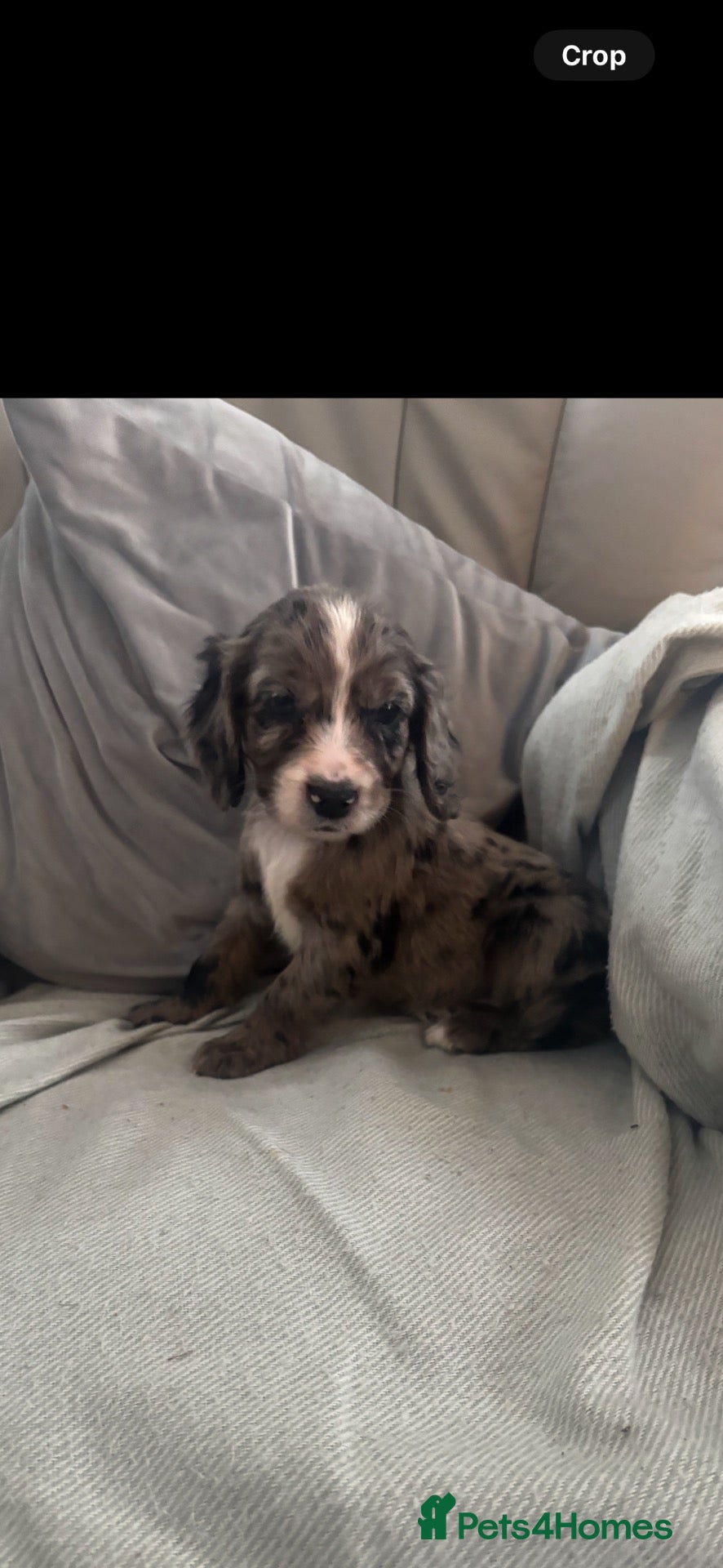 Cocker Spaniel dogs for sale:  🌈 READY TO LEAVE BEAUTIFUL RAINBOW LITTER 🌈 - Advert 21