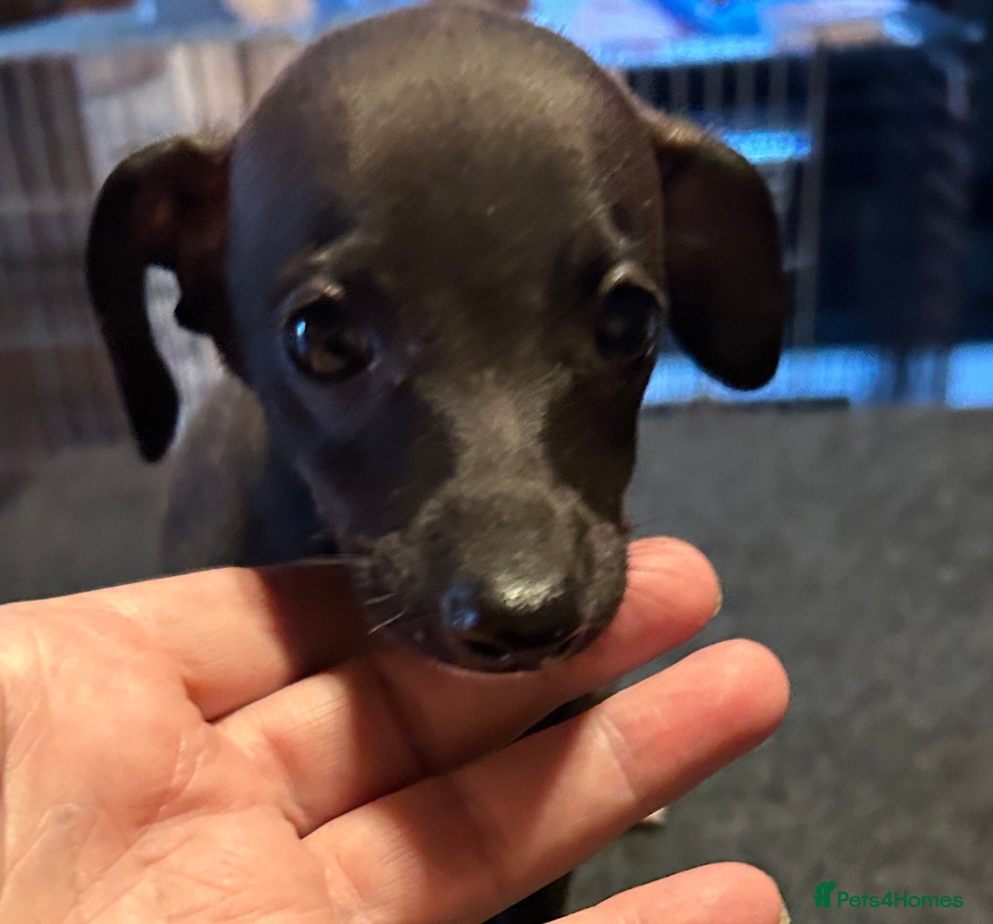 Italian Greyhound dogs 2 gorgeous Italian Greyhounds.  Ready now. - Advert 2