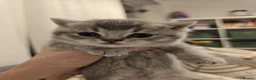 British Shorthair cats for sale: Kitten British shorthair in Hemel Hempstead - Advert 6