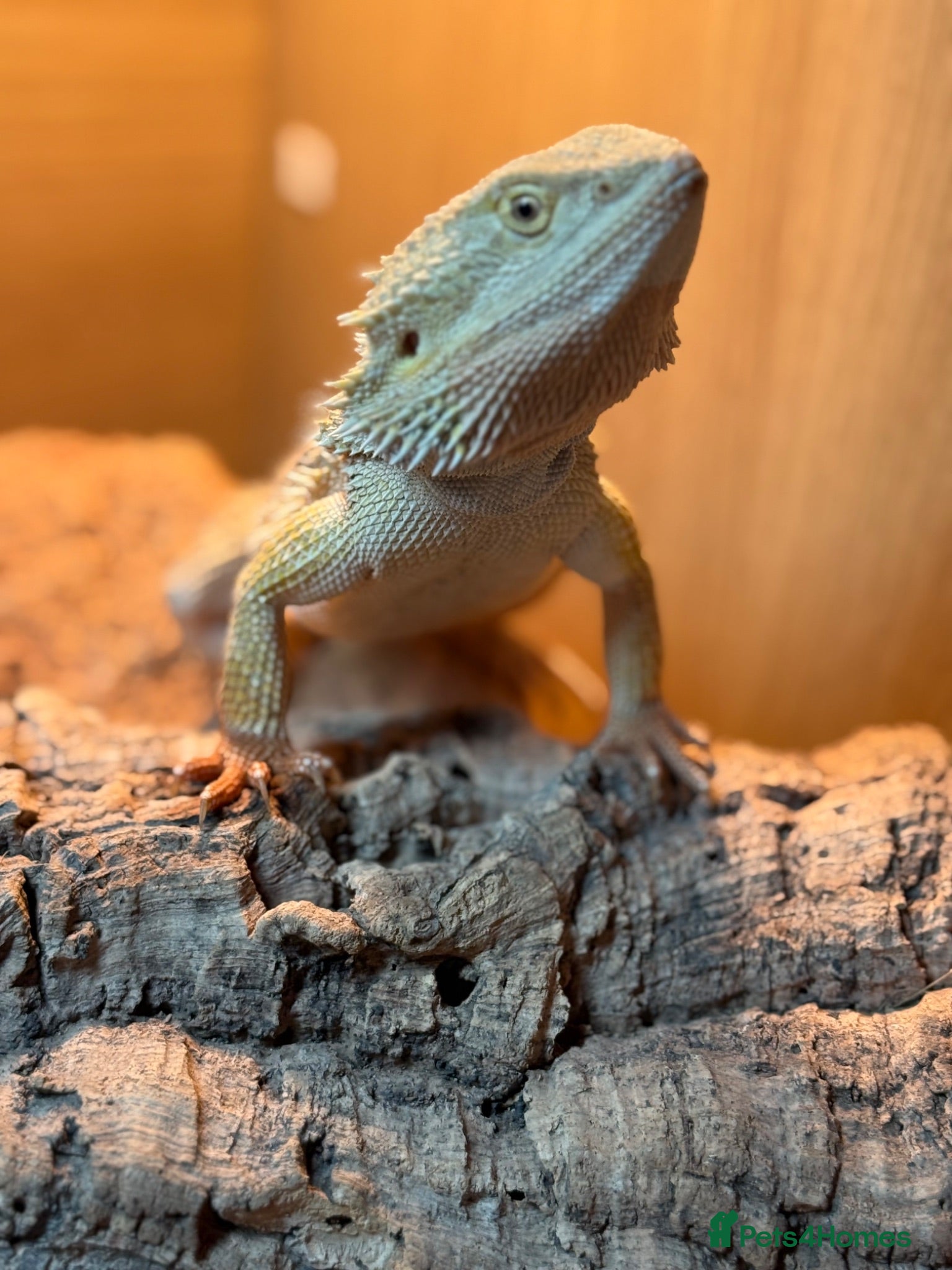 Bearded Dragon reptiles 1 Year Old Bearded Dragon with Full 4ft Setup - Advert 1