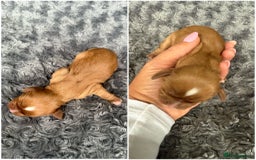 Cavalier King Charles Spaniel dogs for sale: Cavalier King Childs Sapaniel - Image 8