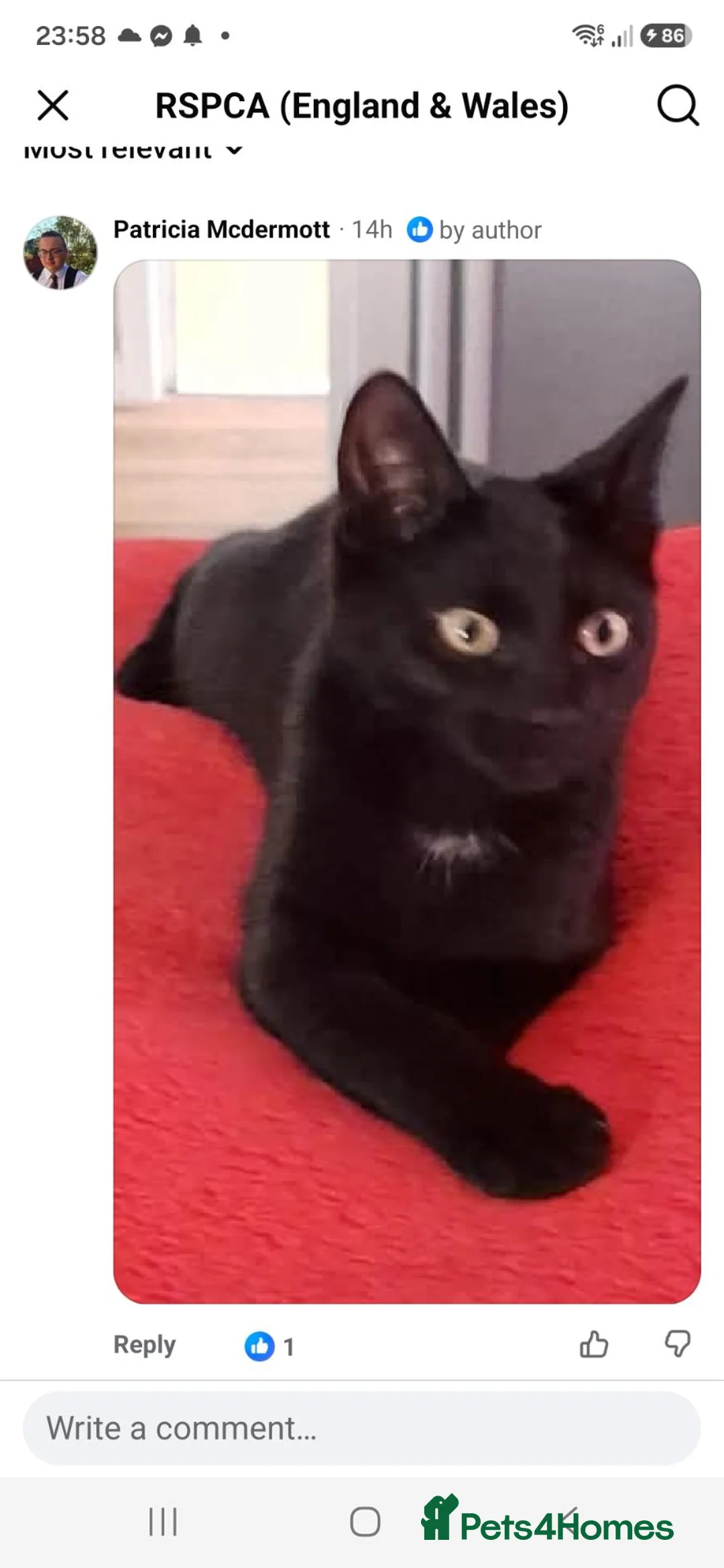 Mixed Breed cats for sale: Miss hartrey in Bristol - Advert 2
