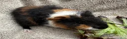 Guinea Pig rodents for sale: Boar Guinea Pigs Available Now! - Advert 5