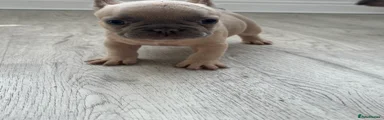 French Bulldog Puppy 2