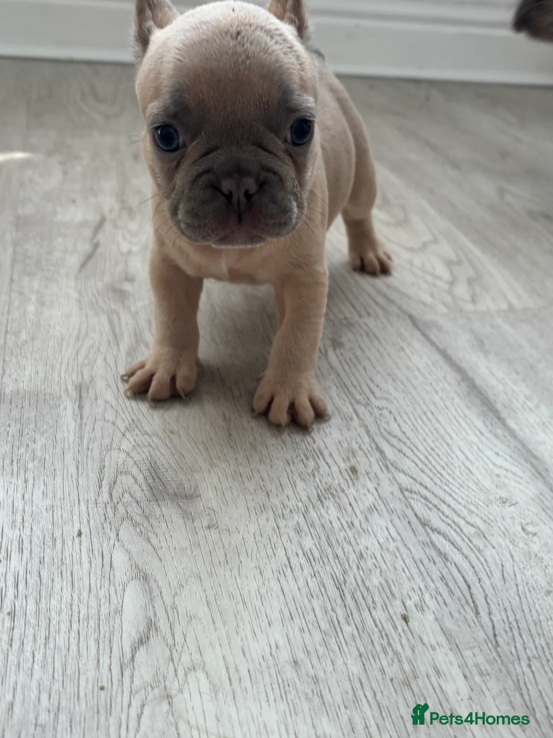 French Bulldog dogs for sale: 5⭐️French bulldog puppies - Advert 2