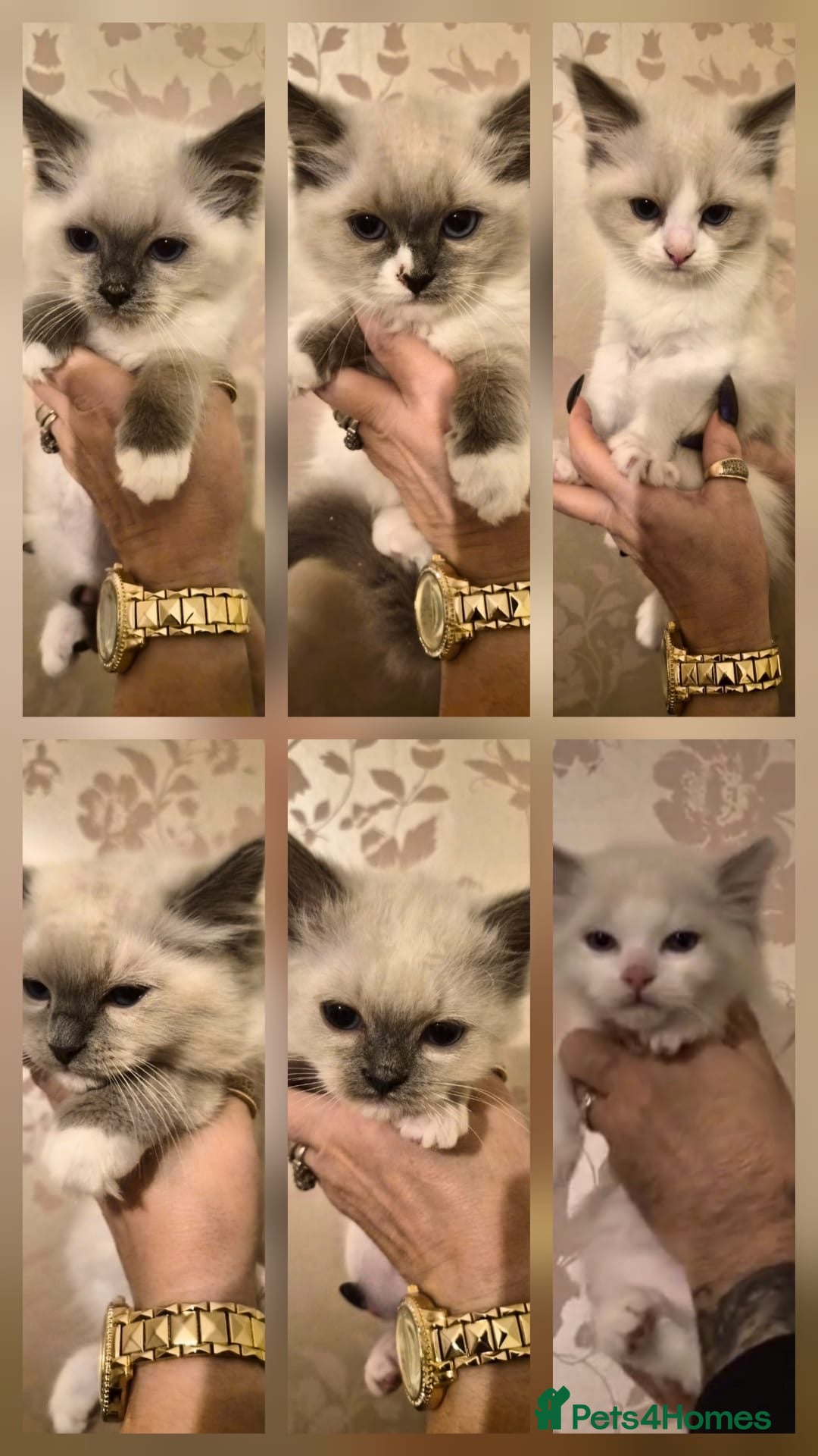 Ragdoll cats for sale: Beautiful purebreed Ragdoll kittens - Advert 2