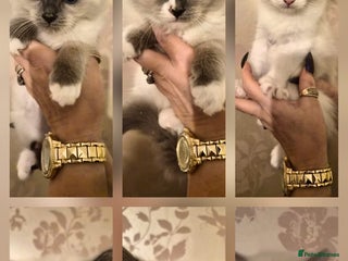 Ragdoll cats Beautiful purebreed Ragdoll kittens - Advert 4