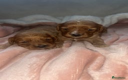 Cavapoo dogs for sale: F1 Cavapoos  - Image 9