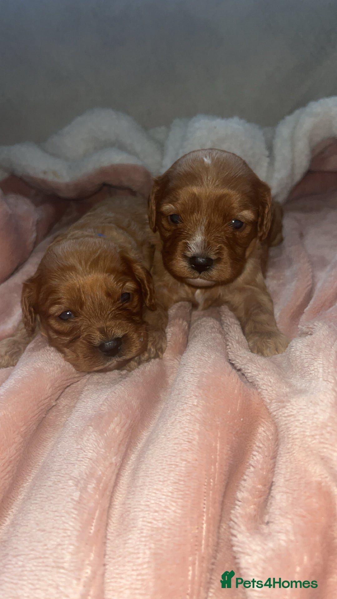 Cavapoo dogs for sale: F1 Cavapoos  - Image 9