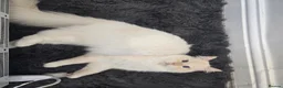 Ragdoll cats for sale: Rare Cream Female Flame Point - Advert 9