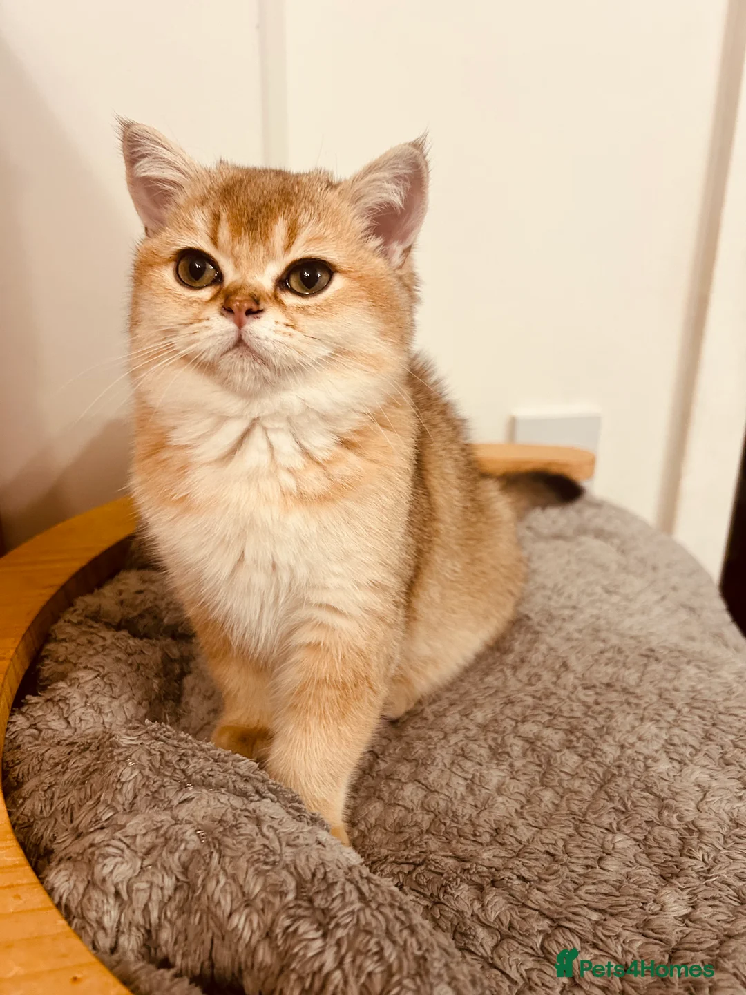 Scottish Fold cats for sale: Beautiful Golden Chinchilla kittens  - Advert 3