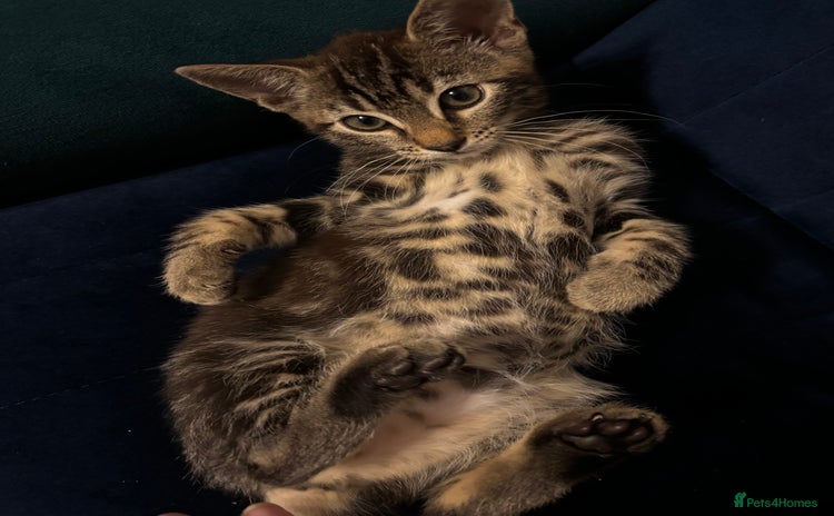 Mixed Breed cats - Advert 11
