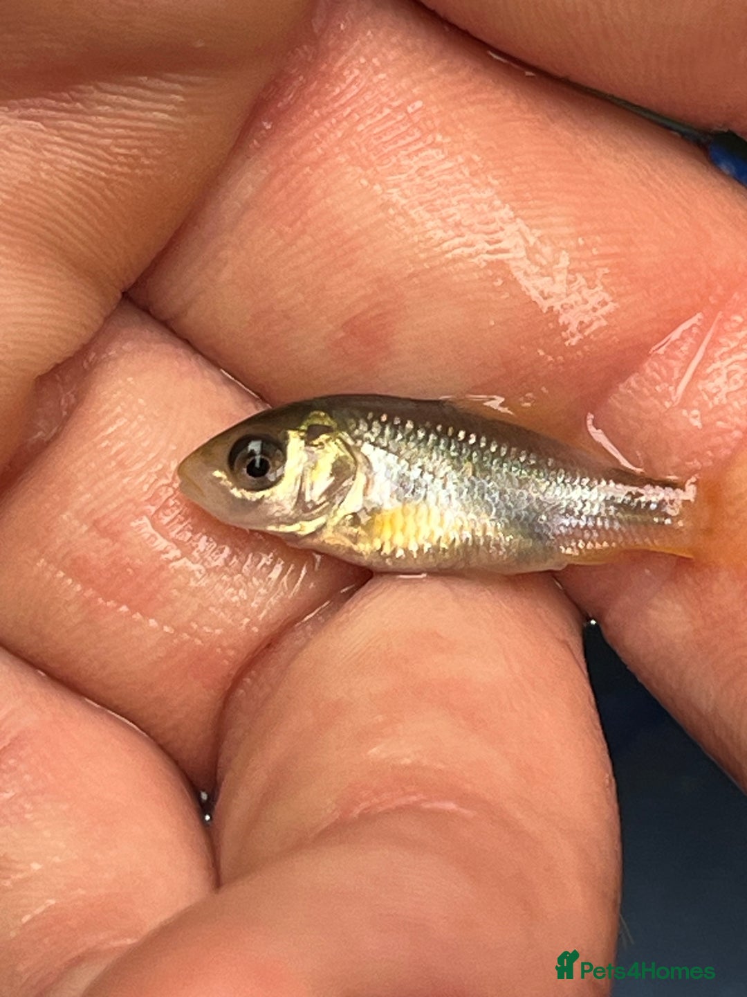 Koi Carp fish for sale: Baby koi 1-2 inches  - Image 4