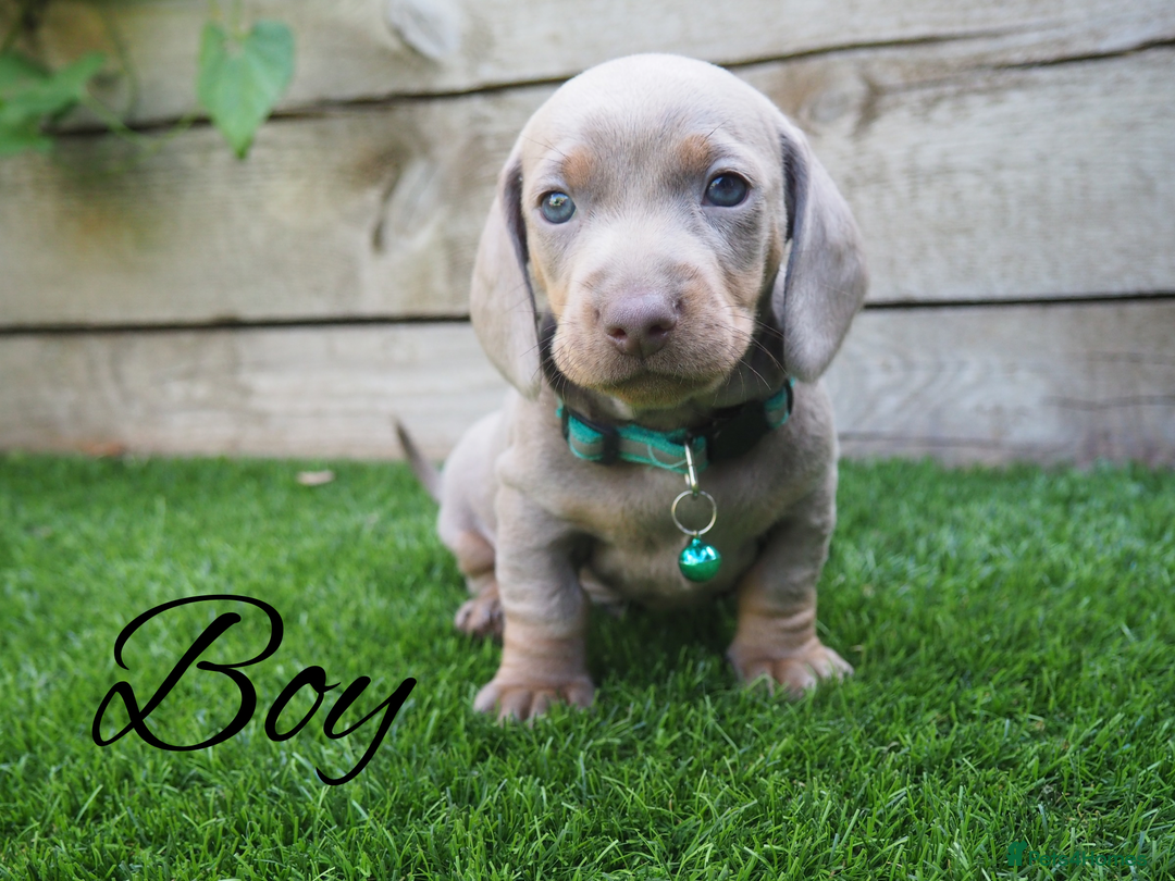 Miniature Dachshund dogs for sale: 3 LEFT- READY TO LEAVE ❤️ Mini Dachshund puppies! - Image 7