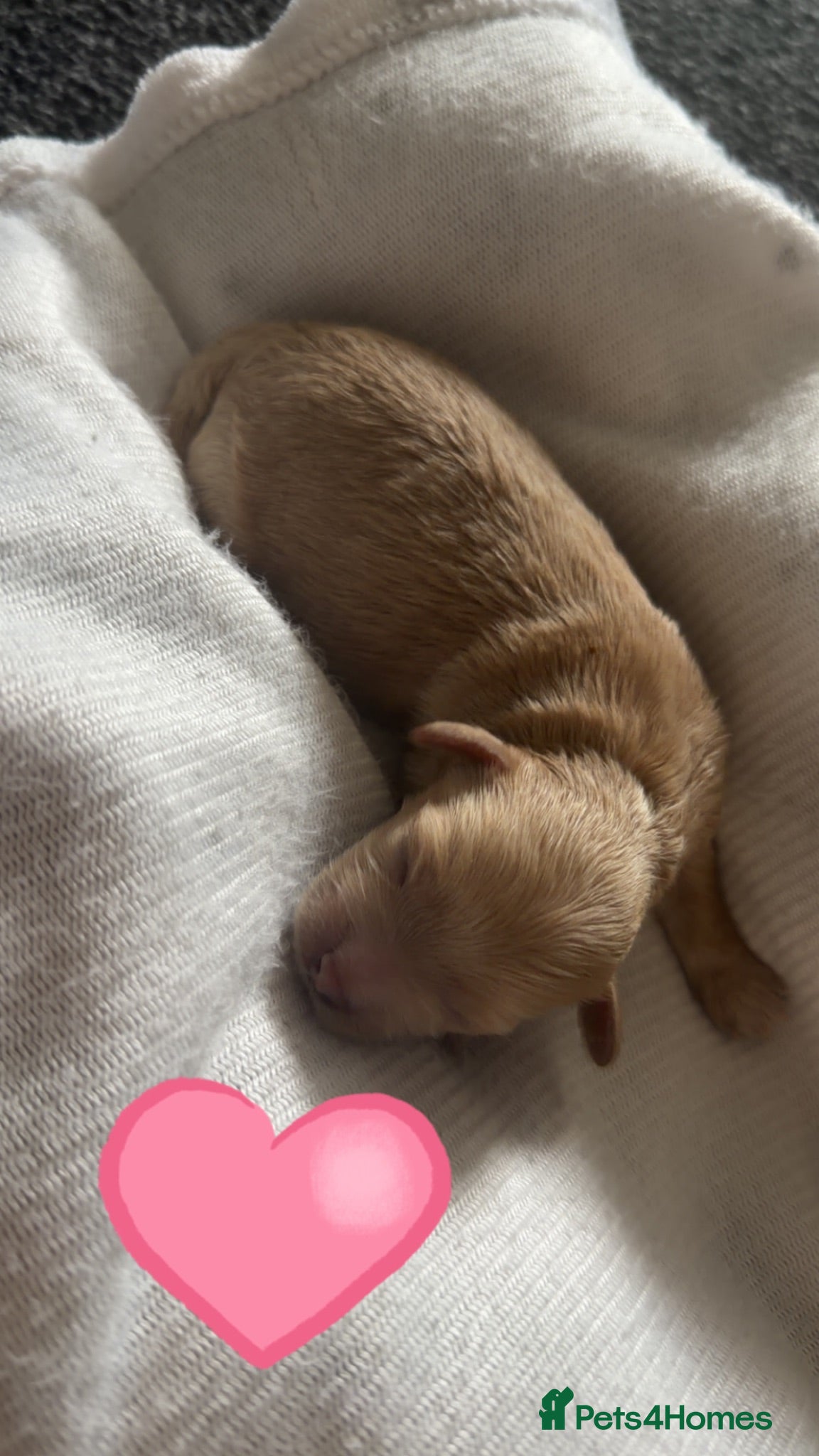 Maltipoo dogs Tiny Korean Maltipoos,KC dna health clear parents - Advert 1