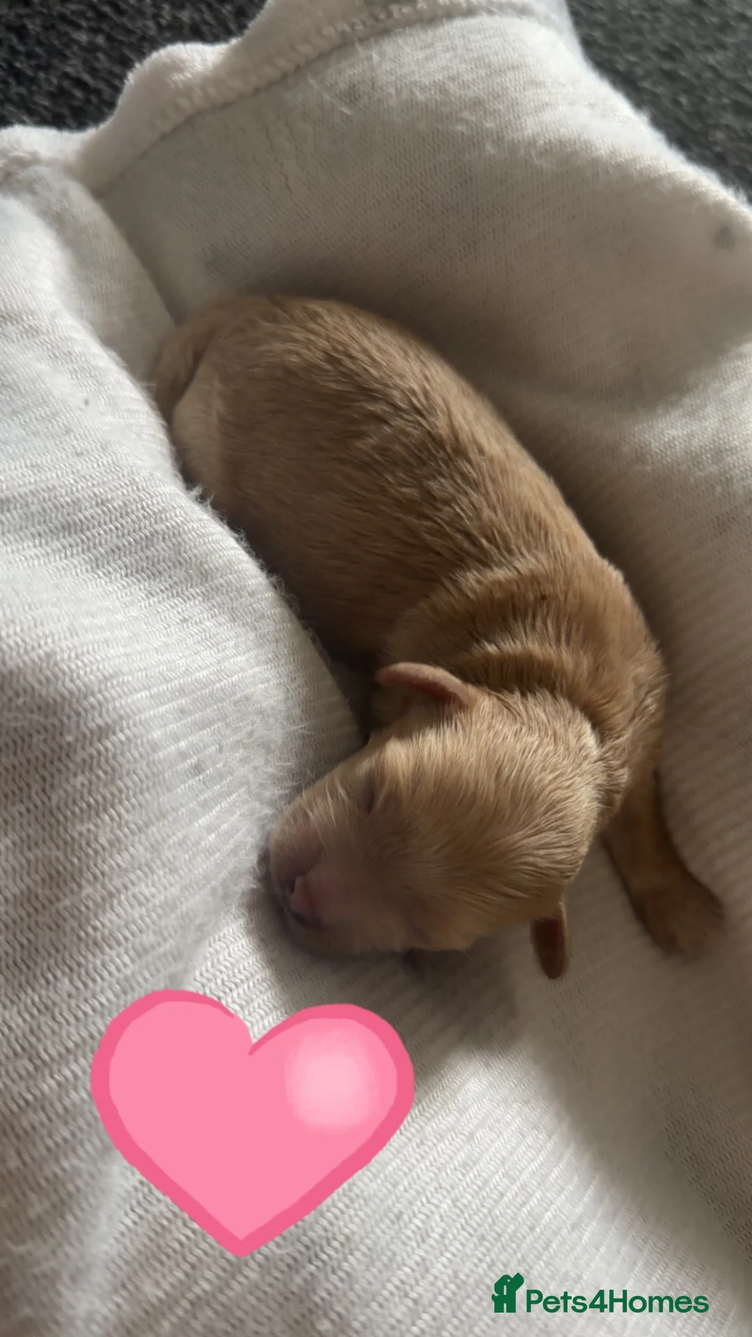 Maltipoo dogs for sale: Tiny Korean Maltipoos,KC dna health clear parents - Advert 1