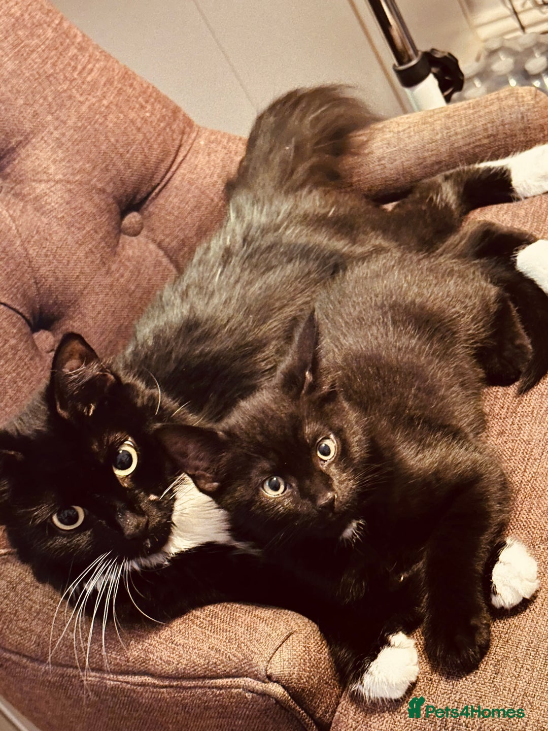 Bombay cats for sale: We have four cats for sale🐈‍⬛ - Image 11