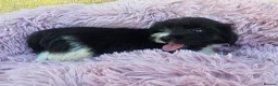 Mixed Breed dogs for sale: Jack-shih puppies - Advert 12