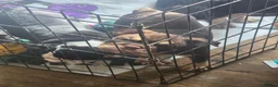 English Bulldog dogs for sale: Last 2 DWKC Registered English Bulldog Girls  - Advert 15