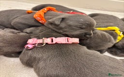 Staffordshire Bull Terrier dogs for sale: Beautiful Blue Stafford bullterriers - Image 10