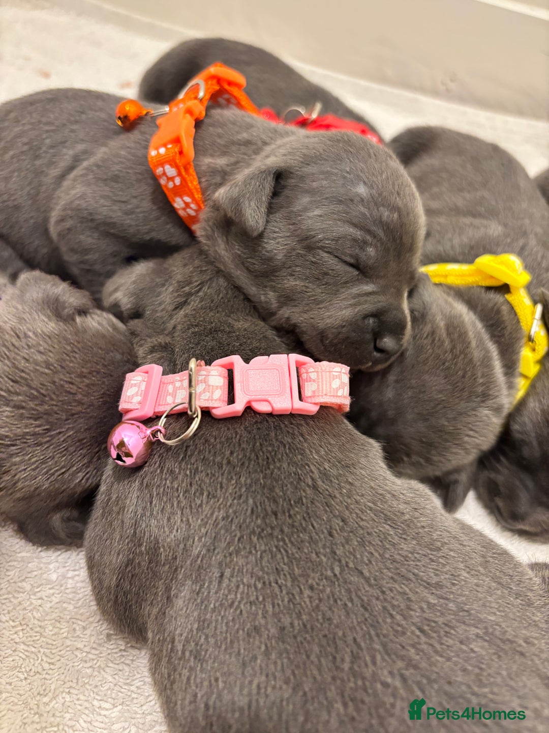 Staffordshire Bull Terrier dogs for sale: Beautiful Blue Stafford bullterriers - Image 10