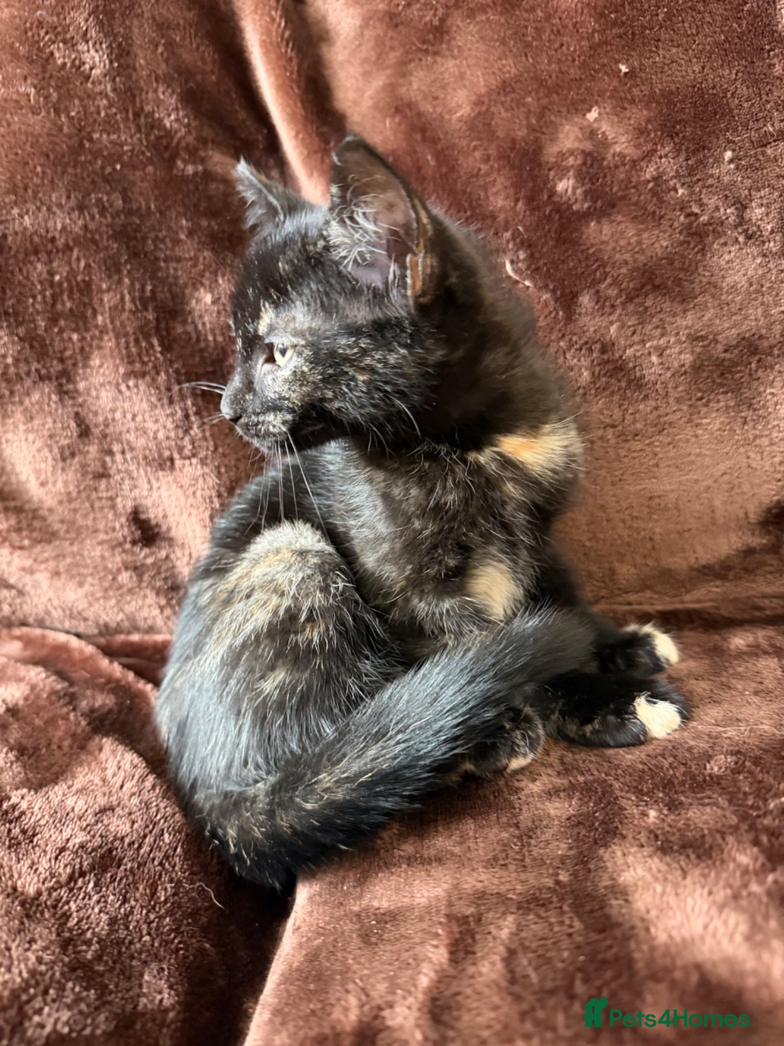 Mixed Breed cats for sale: Tortie Female Kittens - Advert 14