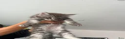 Maine Coon cats for sale: Main coon kittens ready now - Advert 8