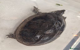 Turtle reptiles for sale: Common Musk Turtle - Image 3
