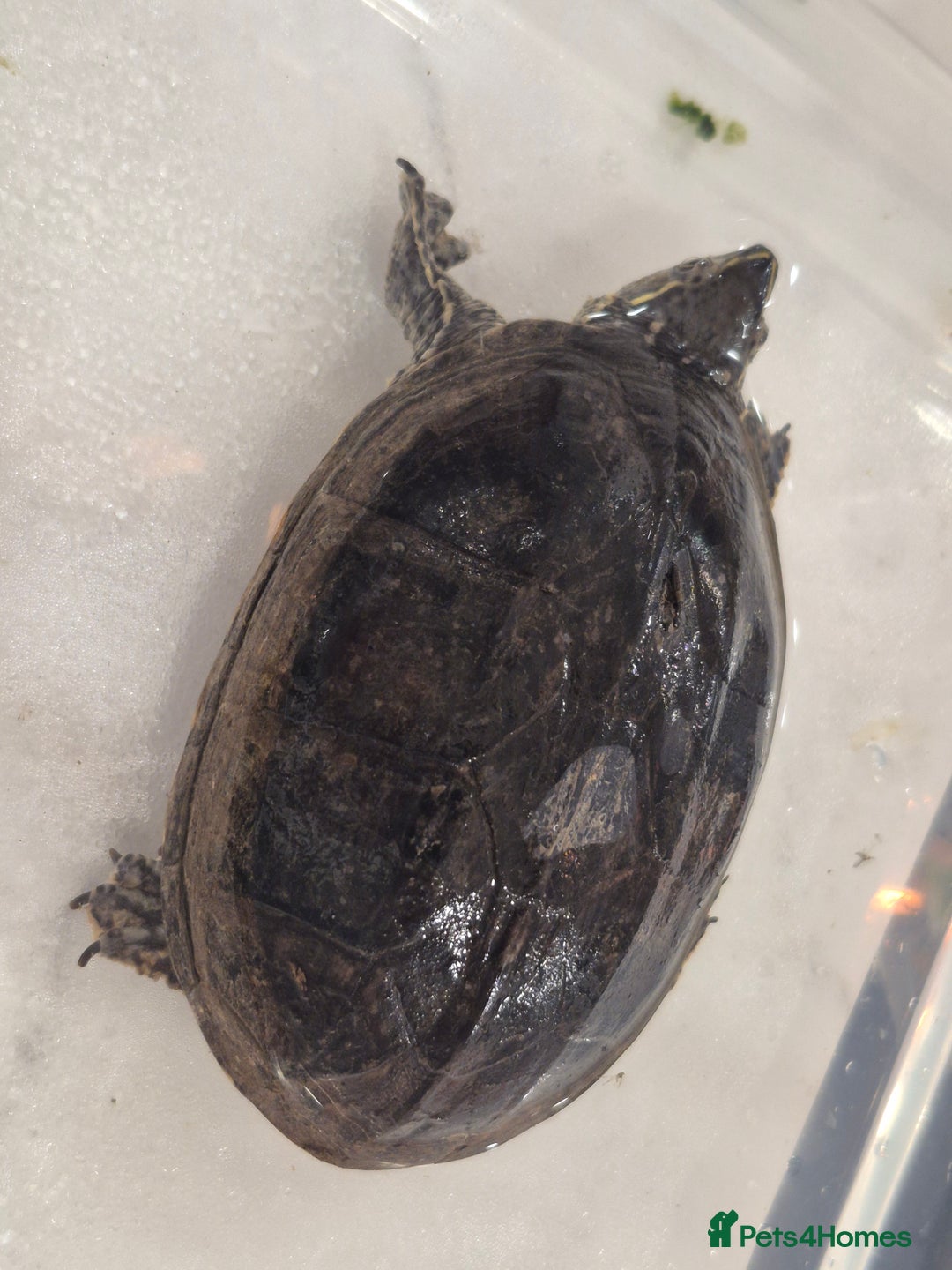 Turtle reptiles for sale: Common Musk Turtle - Image 3