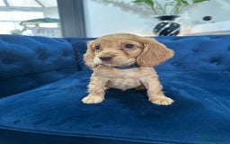 Cocker Spaniel dogs for sale: Beautiful litter of cocker spaniel pups 4 left  - Image 18