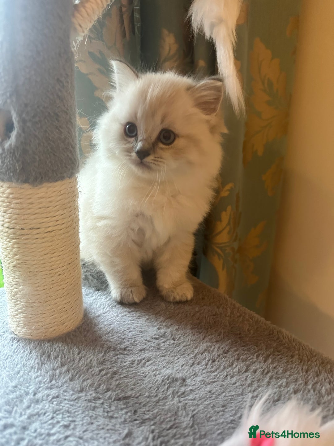 Neva Masquerade cats for sale: Gorgeous Neva Masquerade/British Blue Kittens  - Advert 14