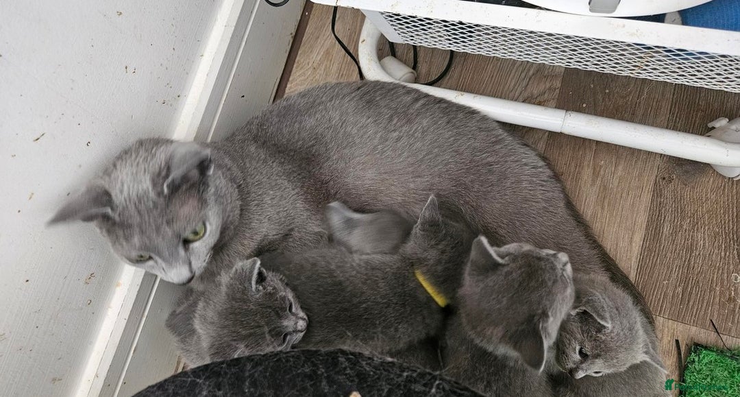 Russian Blue cats for sale: calm loving Russian blue kitties - Advert 7