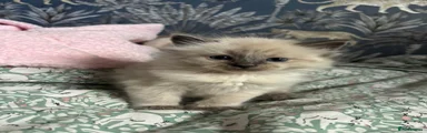 Ragdoll Kitten 1