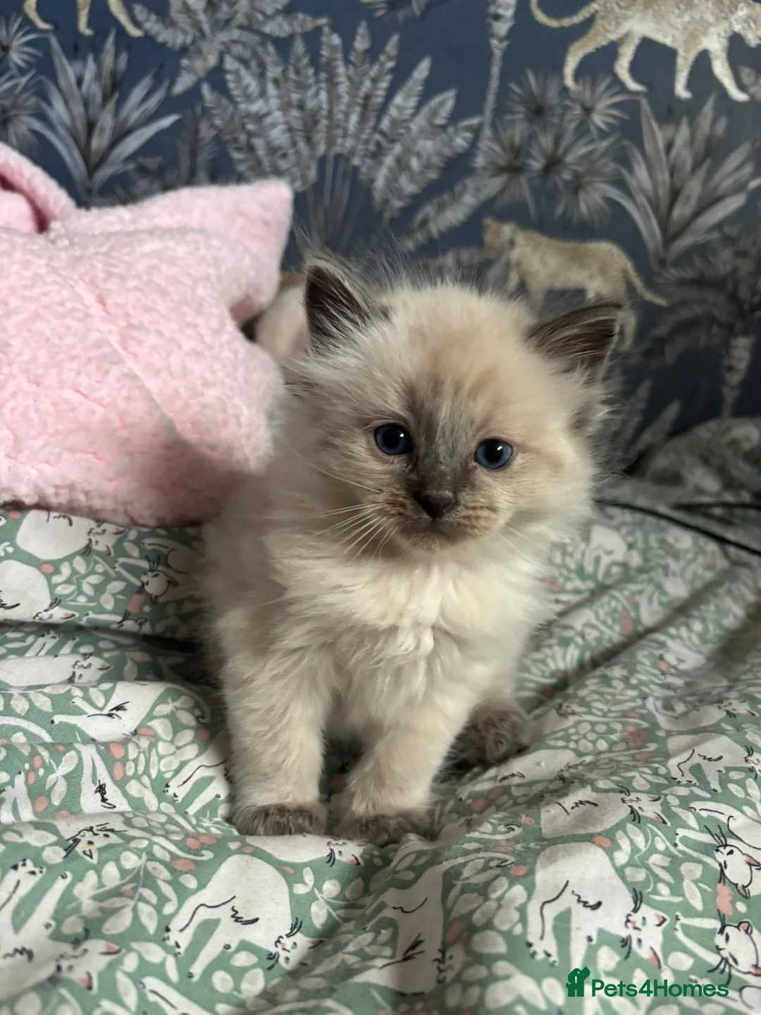 Ragdoll cats for sale: Pedigree Blue Ragdoll Kittens - Ready to leave  - Advert 10