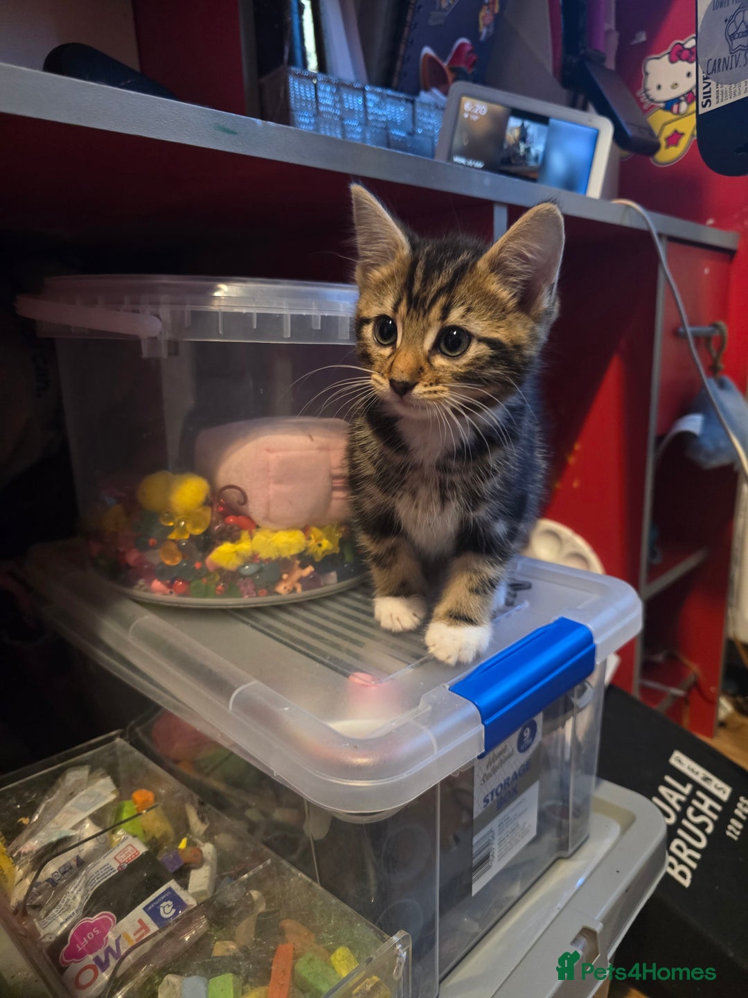 Bengal cats for sale: Very cute Mixed bengal kittens (4 males) - Image 8