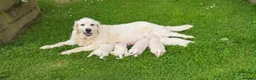 Golden Retriever dogs for sale: CREAM GOLDEN RETRIEVER PUPPIES - Advert 3